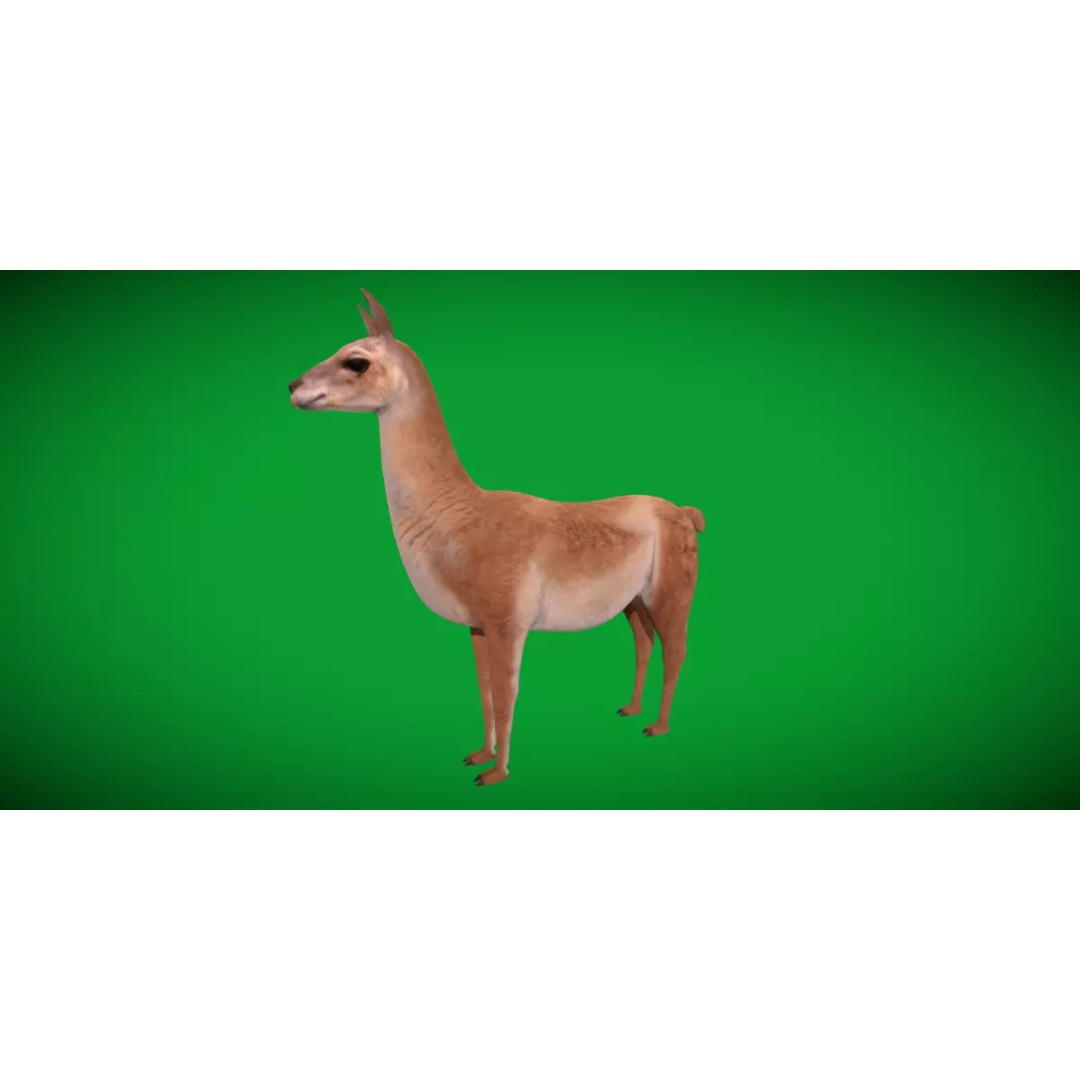 Guanaco Llama 3D Model – Low Poly Game Ready Asset, FBX, PBR - View 28