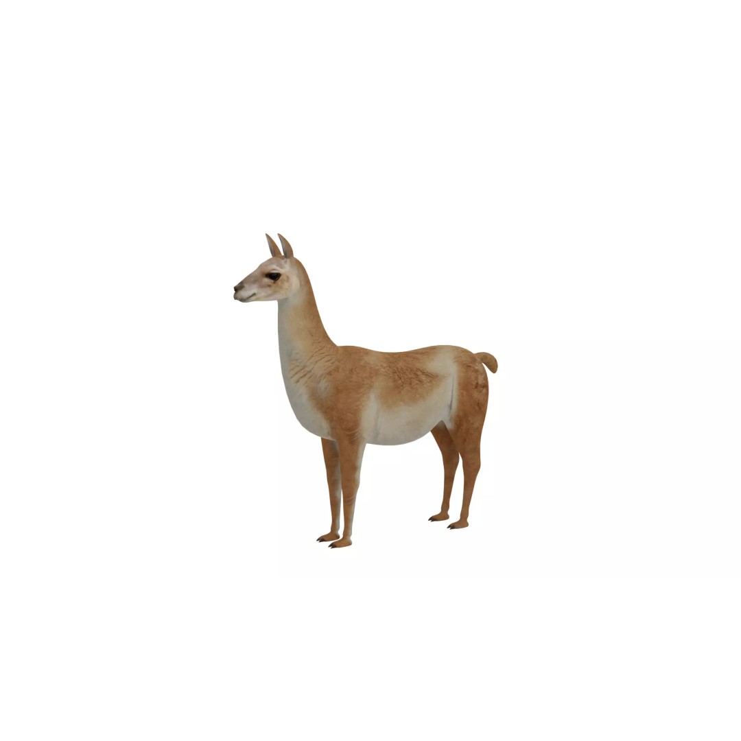 Guanaco Llama 3D Model – Low Poly Game Ready Asset, FBX, PBR - View 31