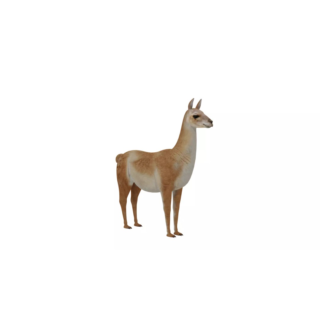 Guanaco Llama 3D Model – Low Poly Game Ready Asset, FBX, PBR - View 32