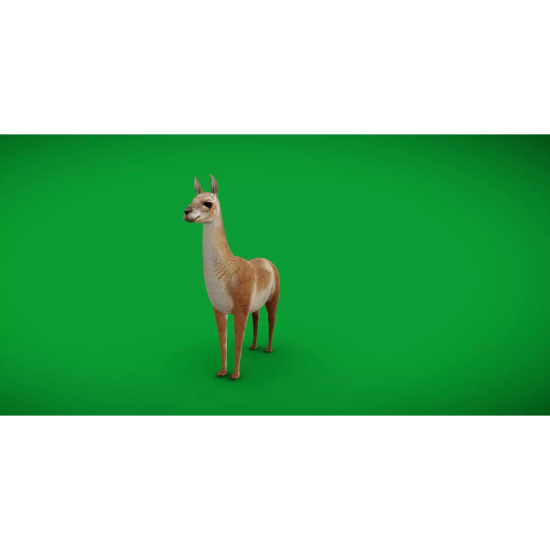 Guanaco Llama 3D Model – Low Poly Game Ready Asset, FBX, PBR - View 34