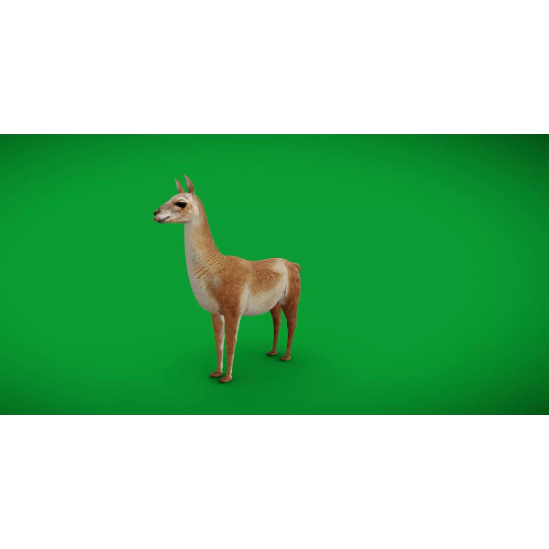 Guanaco Llama 3D Model – Low Poly Game Ready Asset, FBX, PBR - View 35