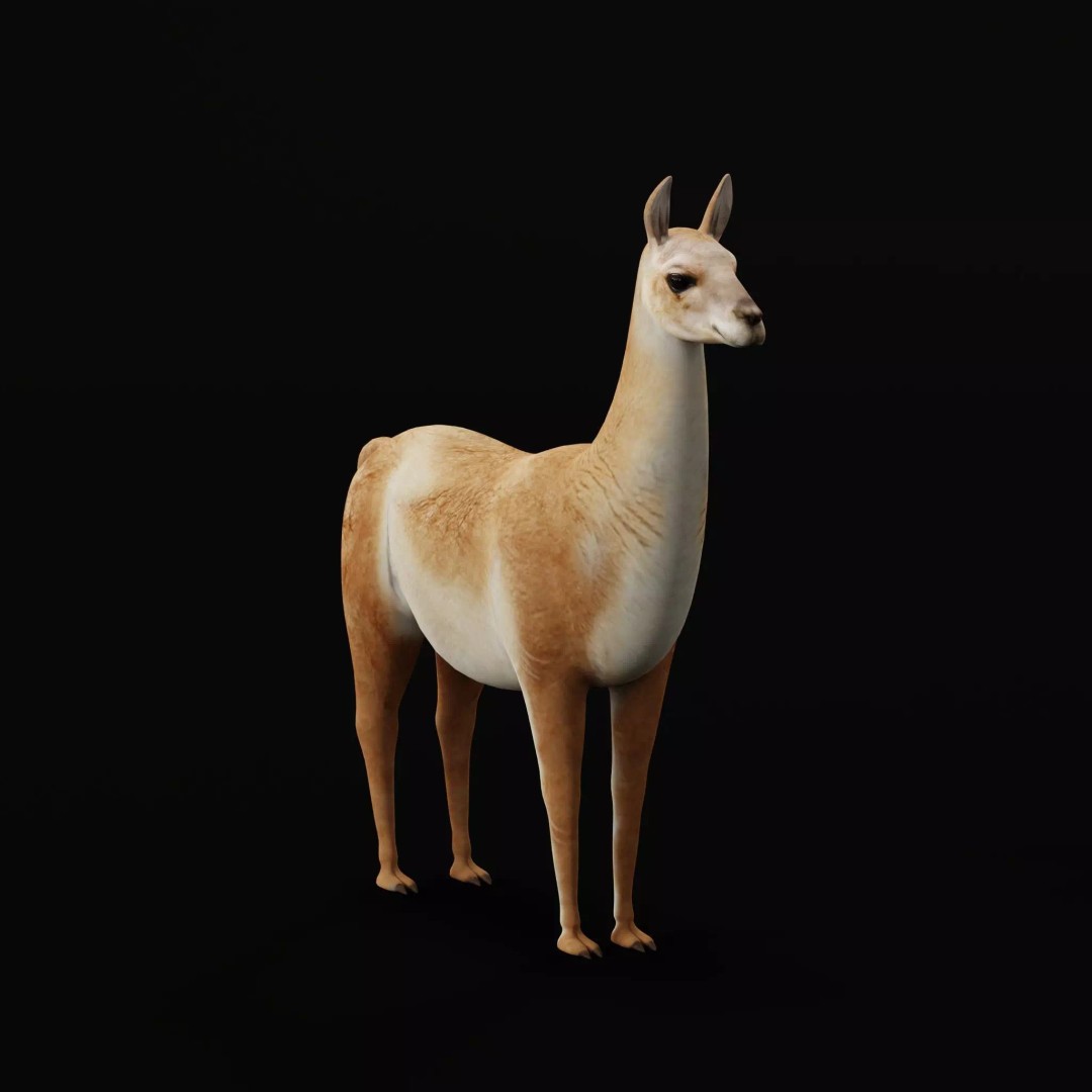 Guanaco Llama 3D Model – Low Poly Game Ready Asset, FBX, PBR - View 36