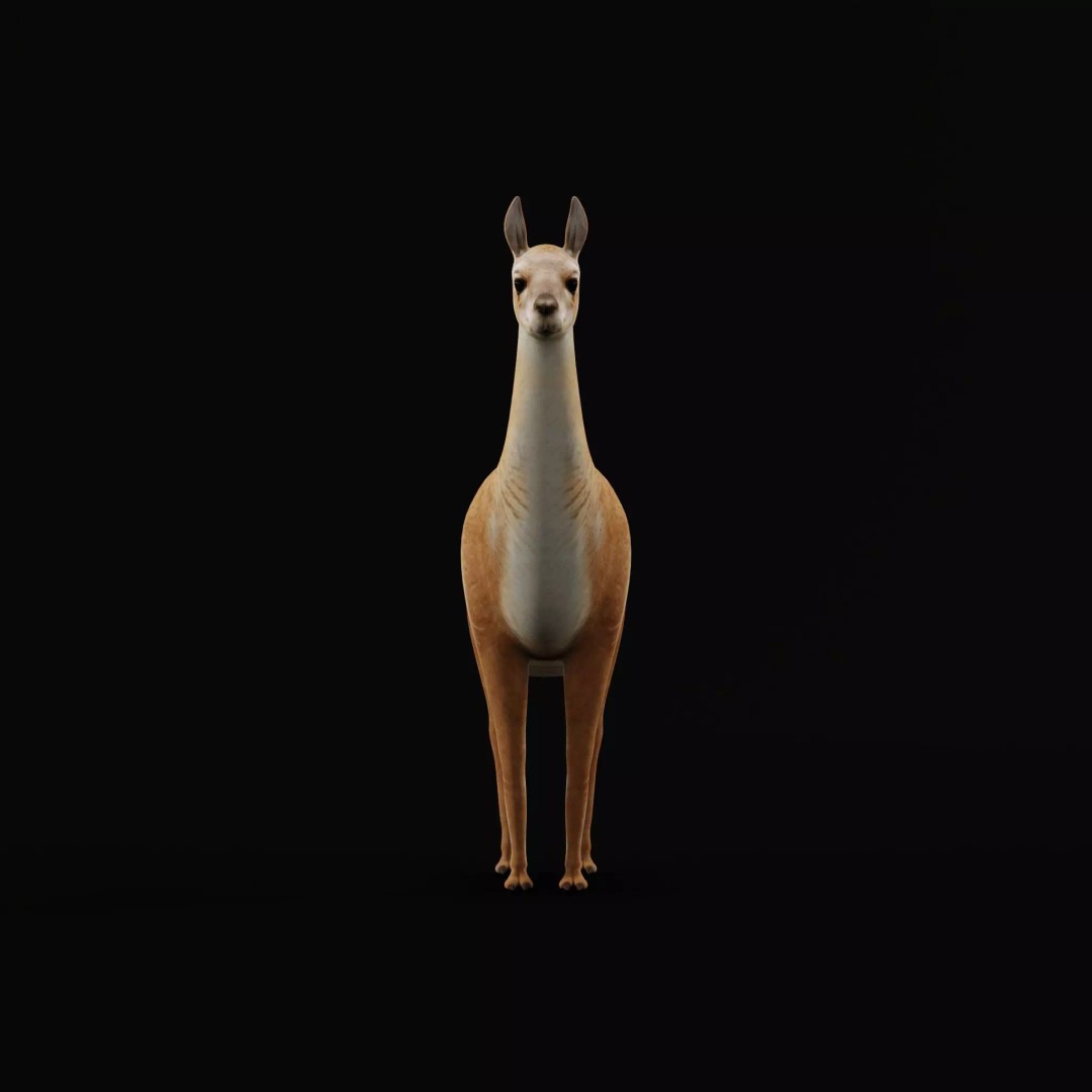 Guanaco Llama 3D Model – Low Poly Game Ready Asset, FBX, PBR - View 37
