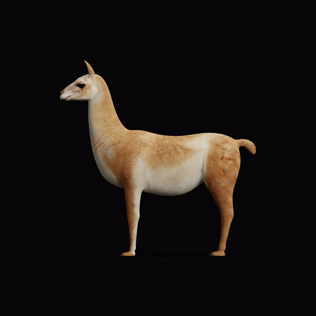 Guanaco Llama 3D Model – Low Poly Game Ready Asset, FBX, PBR - View 38