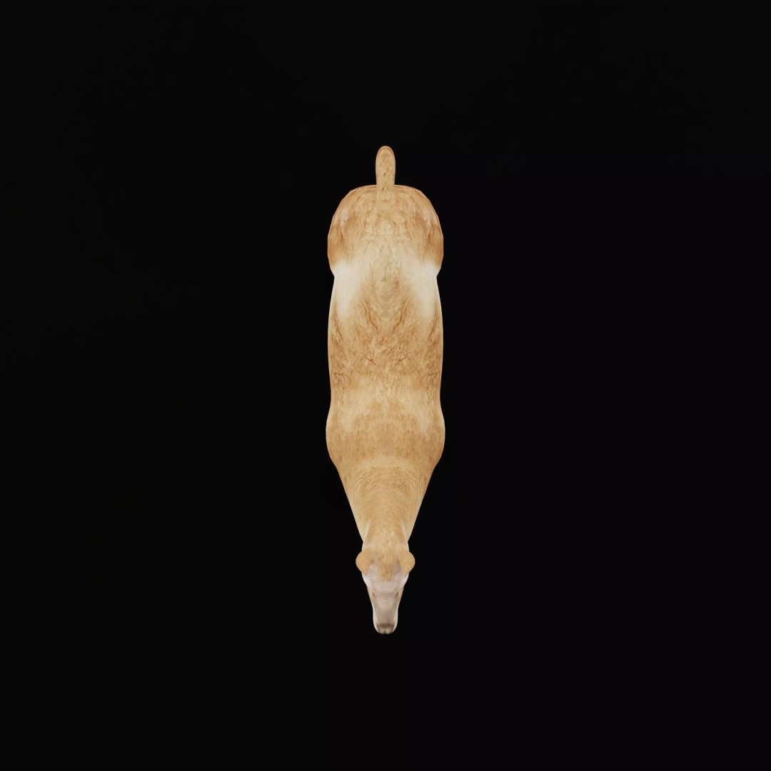 Guanaco Llama 3D Model – Low Poly Game Ready Asset, FBX, PBR - View 39