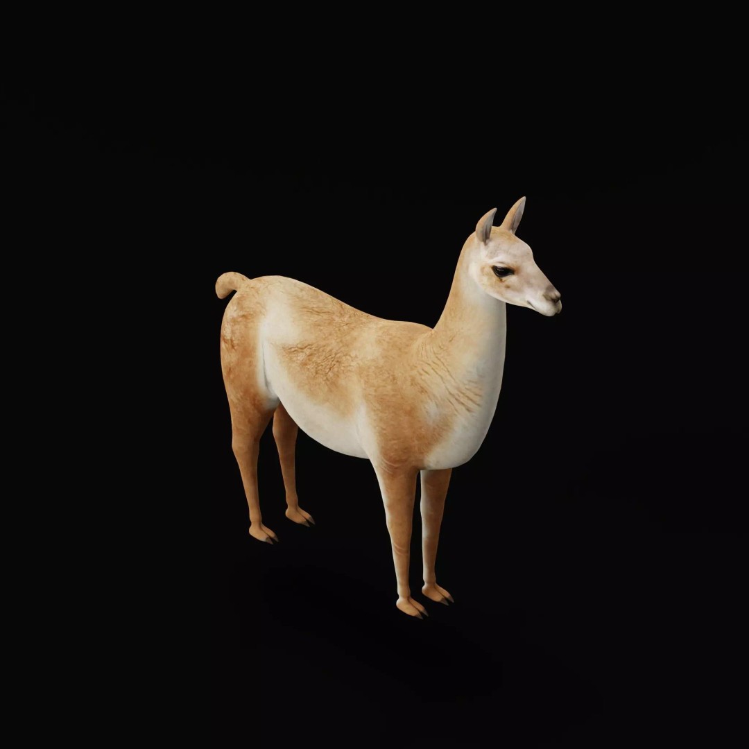 Guanaco Llama 3D Model – Low Poly Game Ready Asset, FBX, PBR - View 40