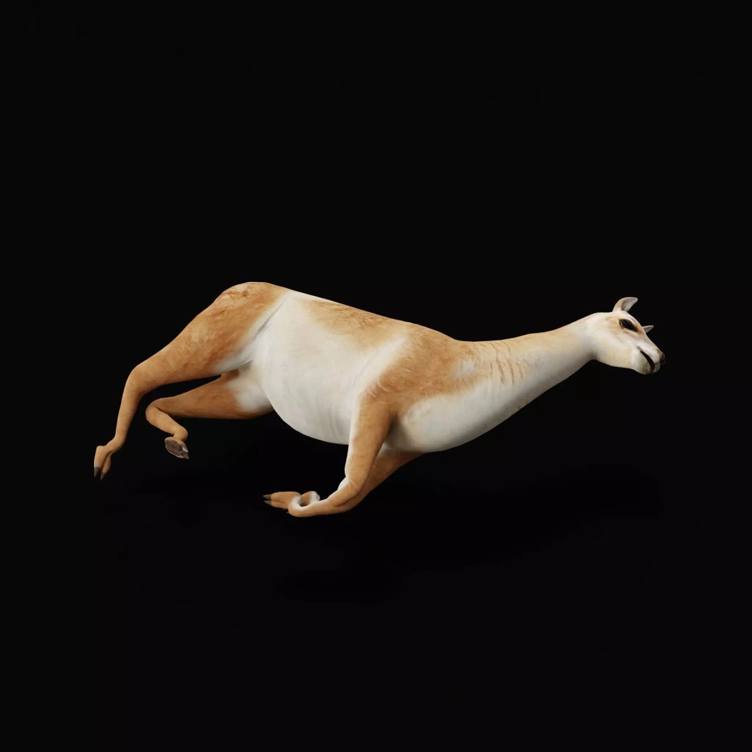 Guanaco Llama 3D Model – Low Poly Game Ready Asset, FBX, PBR - View 42