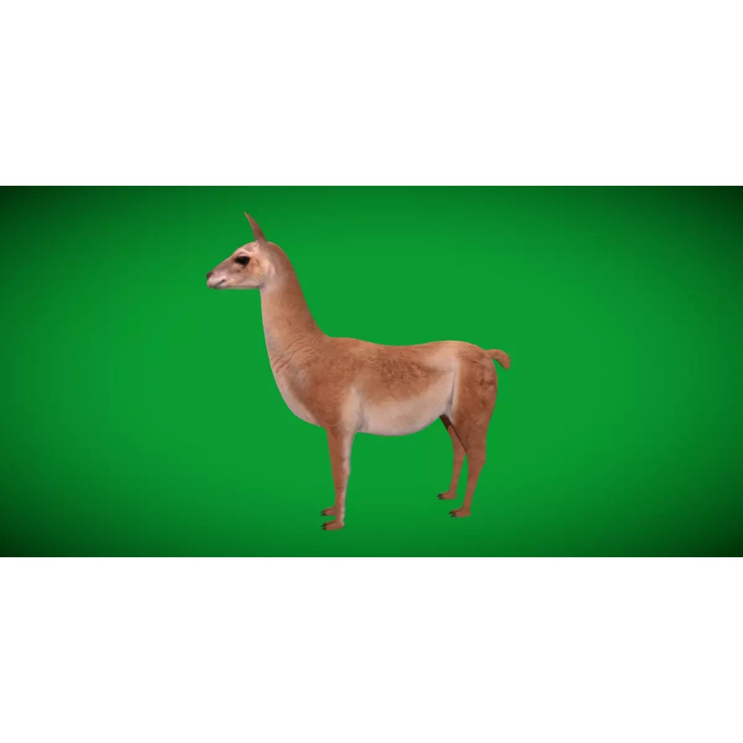 Guanaco Llama 3D Model – Low Poly Game Ready Asset, FBX, PBR - View 5