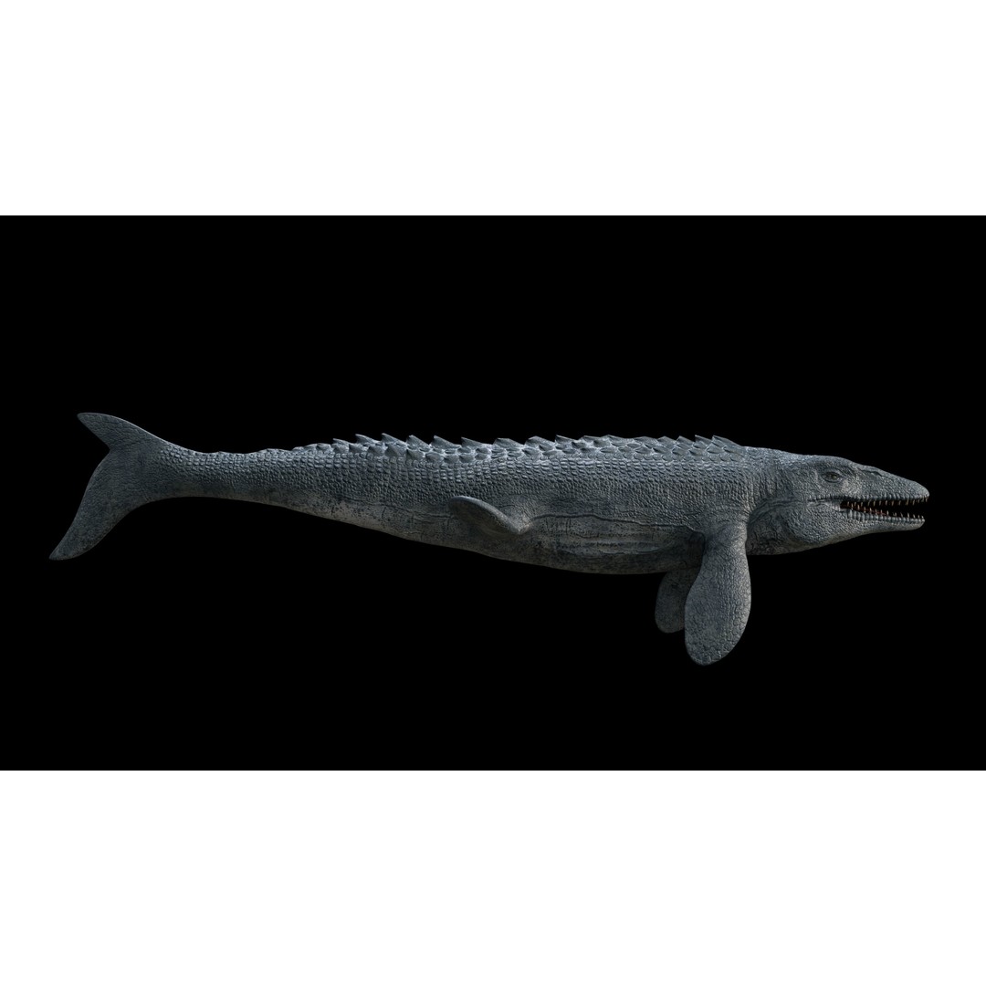 Mosasaurus 3D Model – Low Poly Rigged Sea Dinosaur, FBX - View 28