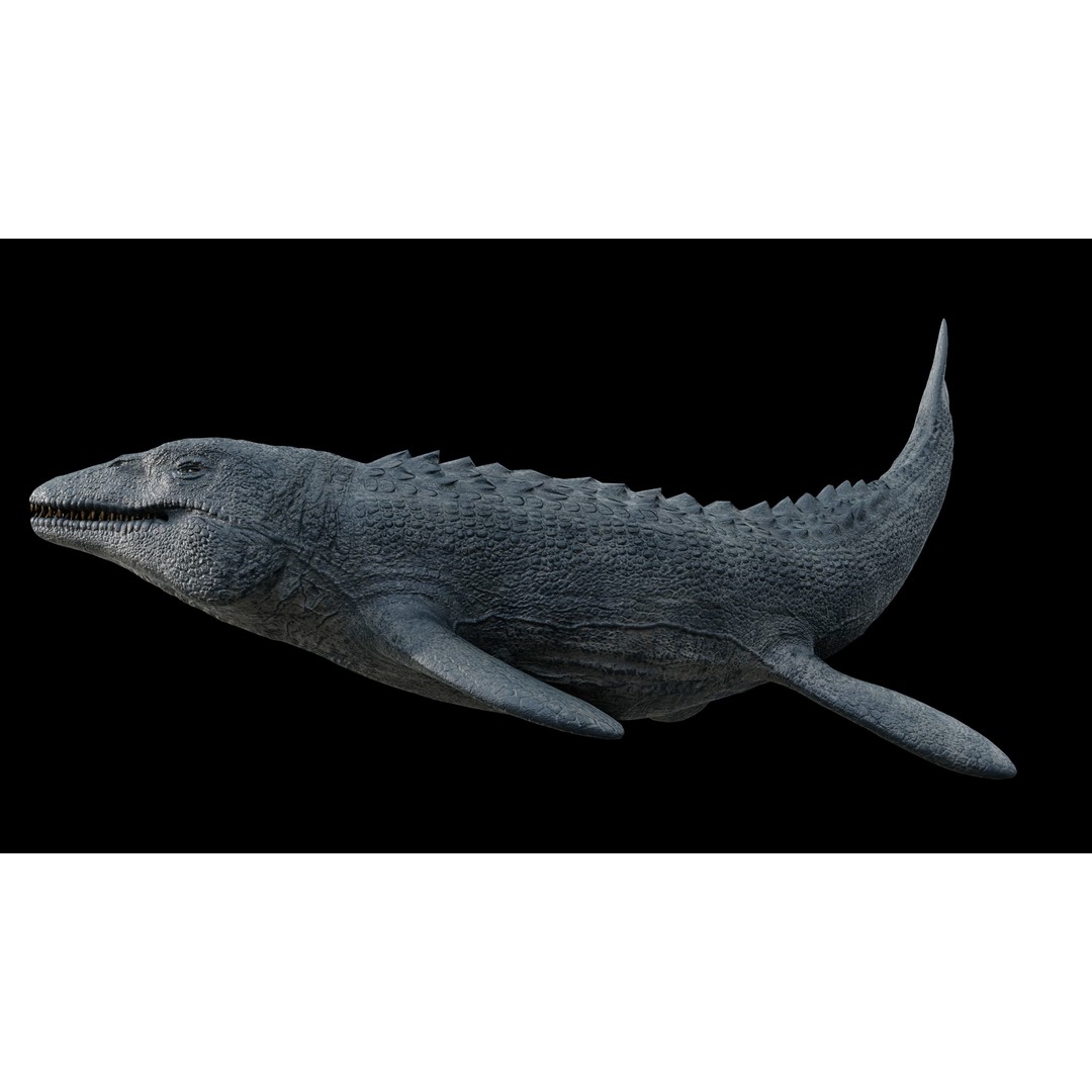 Mosasaurus 3D Model – Low Poly Rigged Sea Dinosaur, FBX - View 36