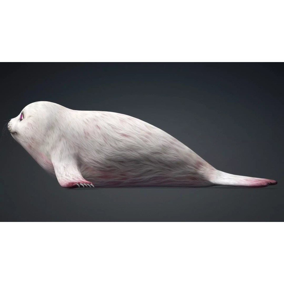 Harp Seal 3D Model – Low Poly Rigged Animal for Animation - View 11