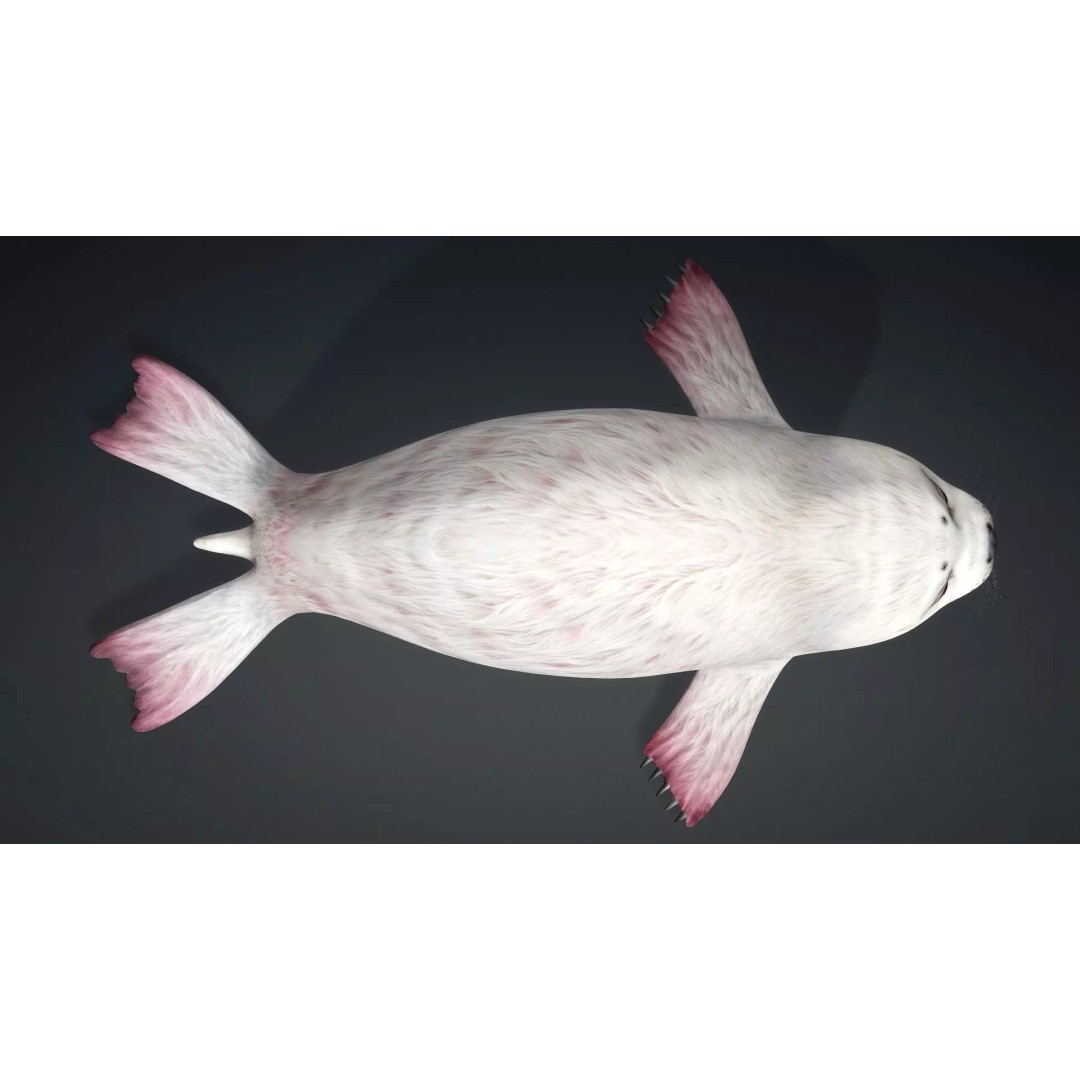 Harp Seal 3D Model – Low Poly Rigged Animal for Animation - View 14