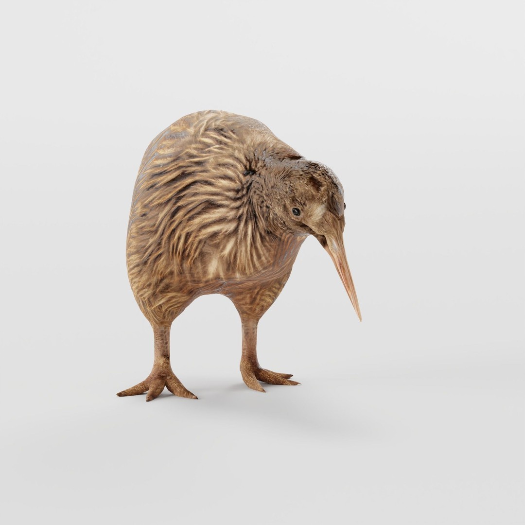 Kiwi 3D Model – Low Poly Game Ready Bird with Animations