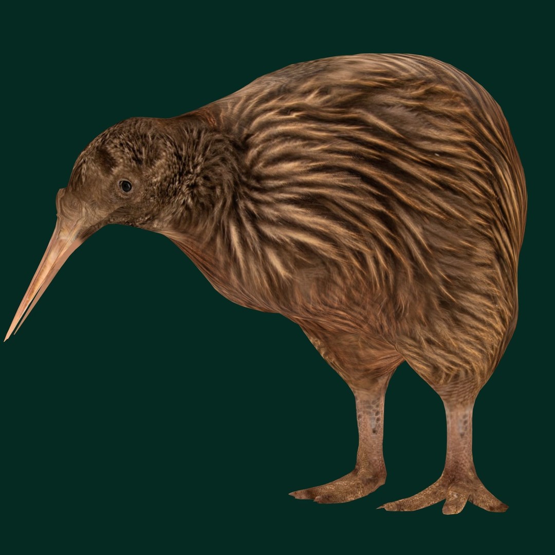Kiwi 3D Model – Low Poly Game Ready Bird with Animations - View 12