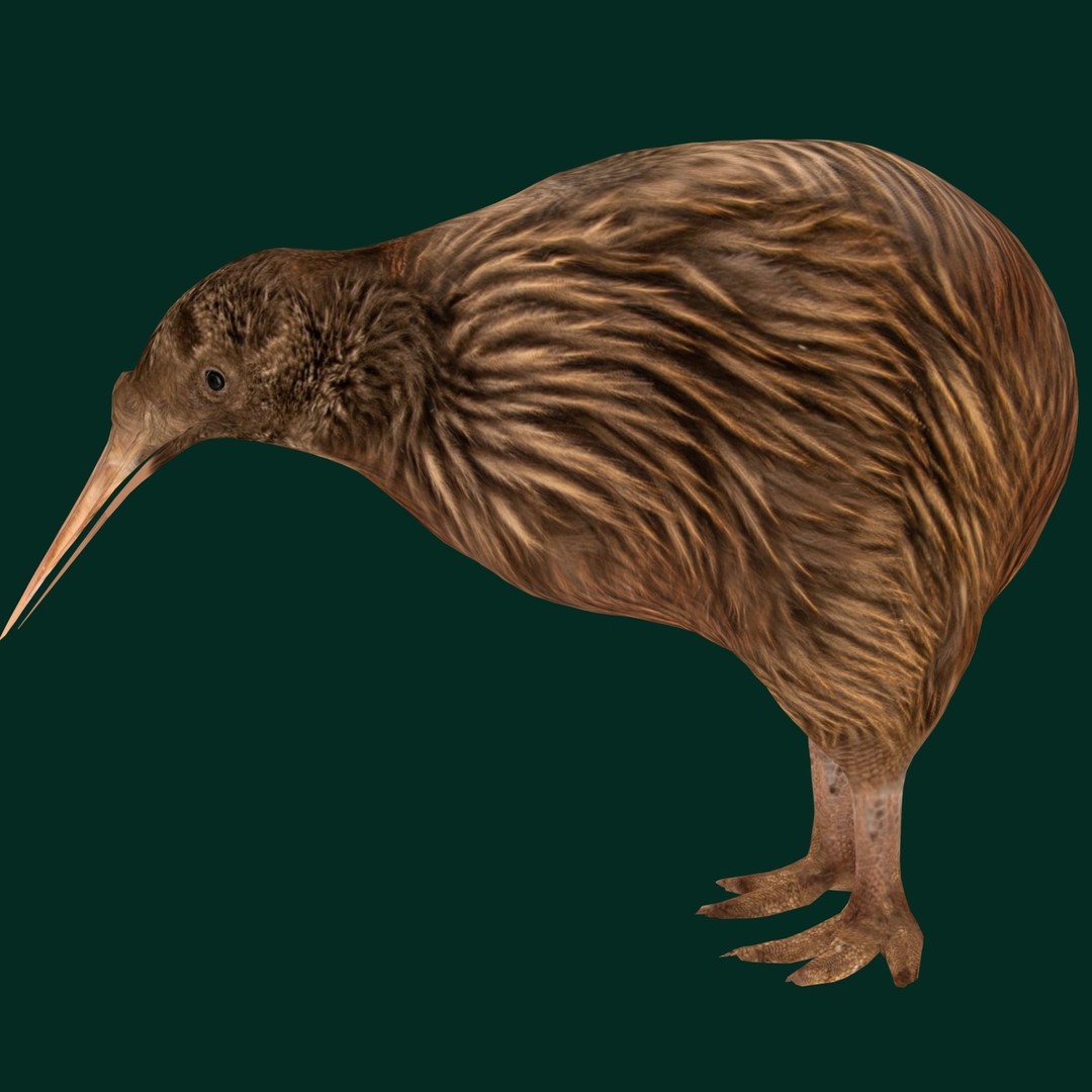 Kiwi 3D Model – Low Poly Game Ready Bird with Animations - View 13