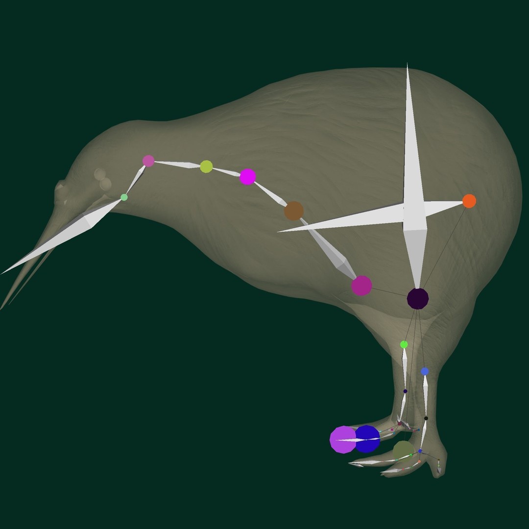 Kiwi 3D Model – Low Poly Game Ready Bird with Animations - View 14