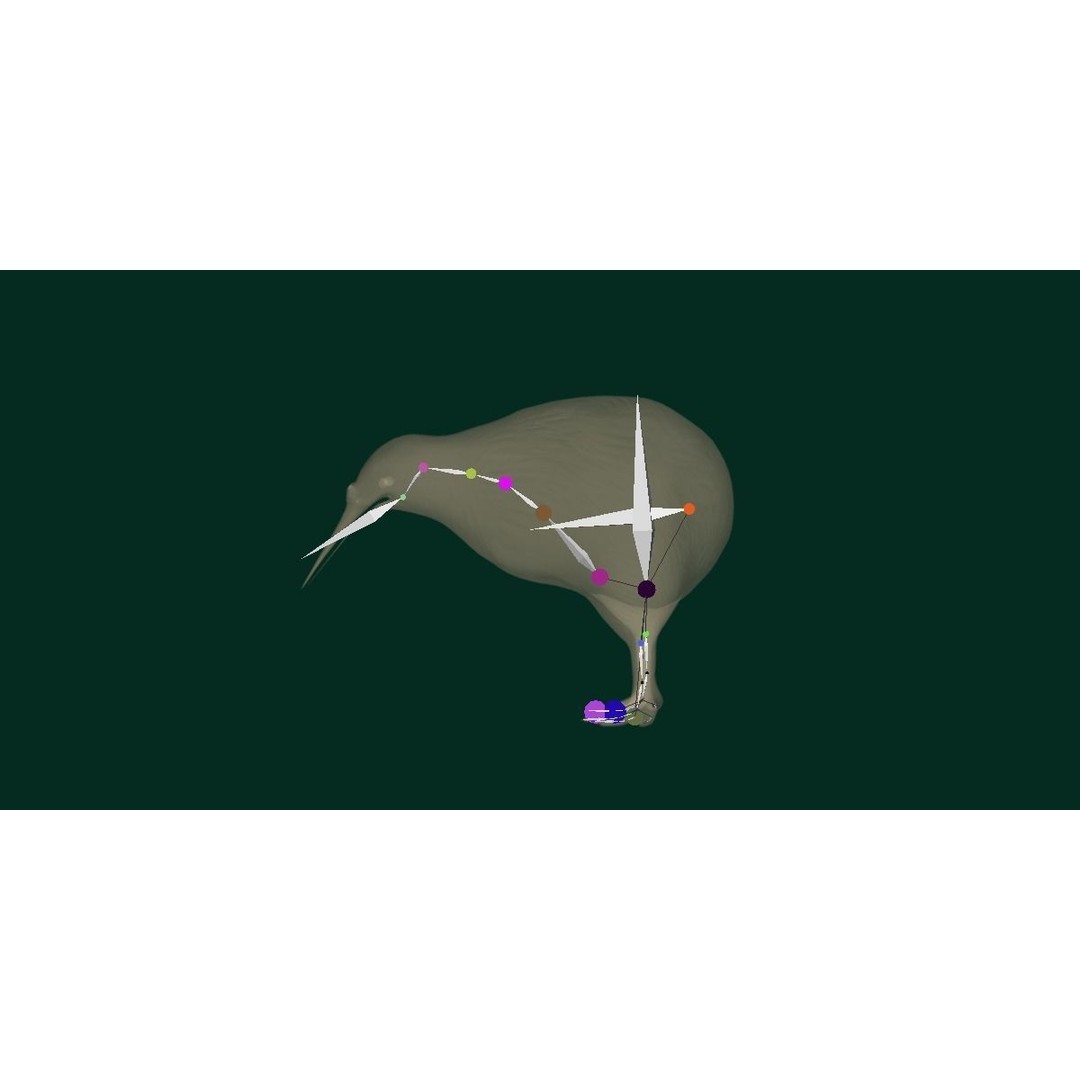 Kiwi 3D Model – Low Poly Game Ready Bird with Animations - View 15