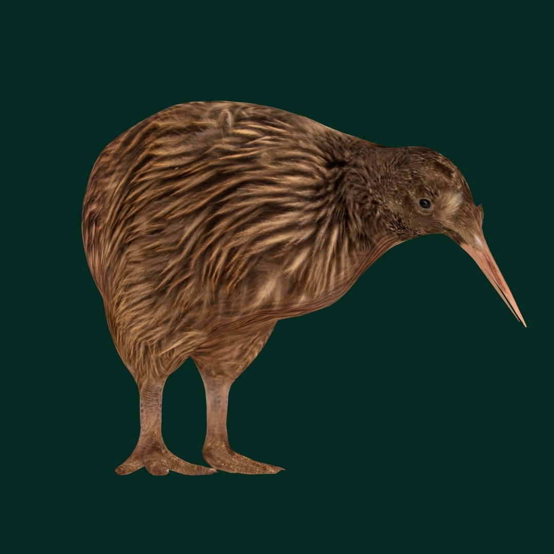 Kiwi 3D Model – Low Poly Game Ready Bird with Animations - View 17