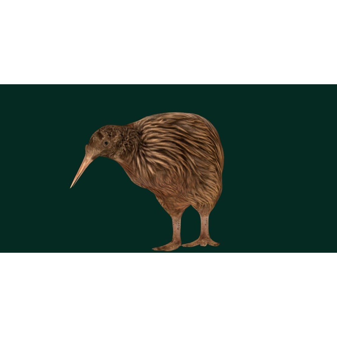 Kiwi 3D Model – Low Poly Game Ready Bird with Animations - View 19