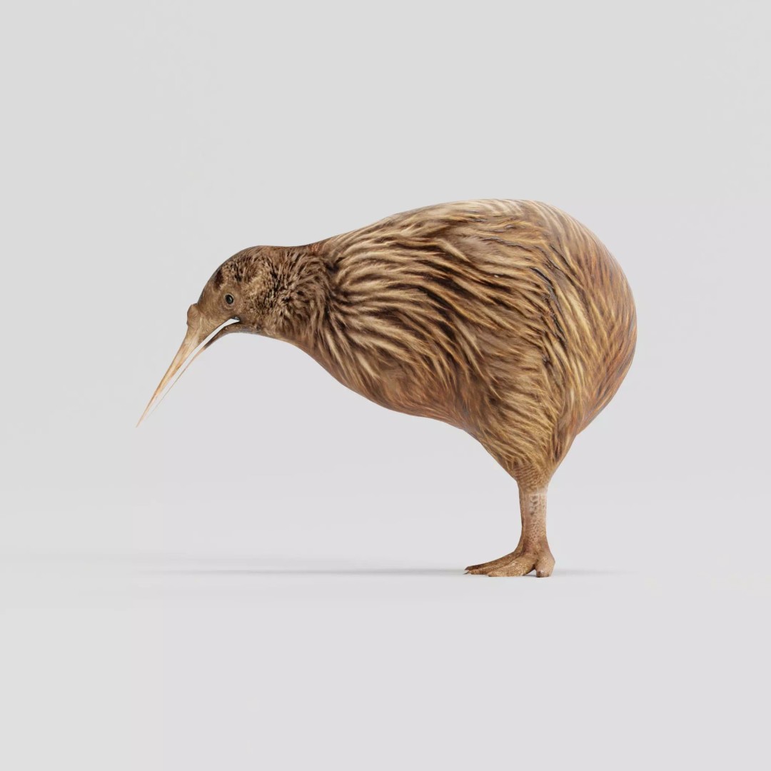 Kiwi 3D Model – Low Poly Game Ready Bird with Animations - View 2