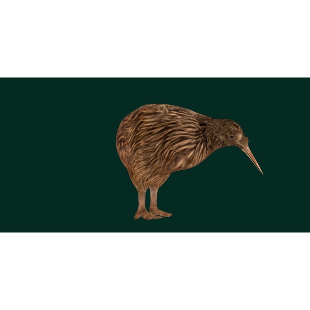 Kiwi 3D Model – Low Poly Game Ready Bird with Animations - View 20