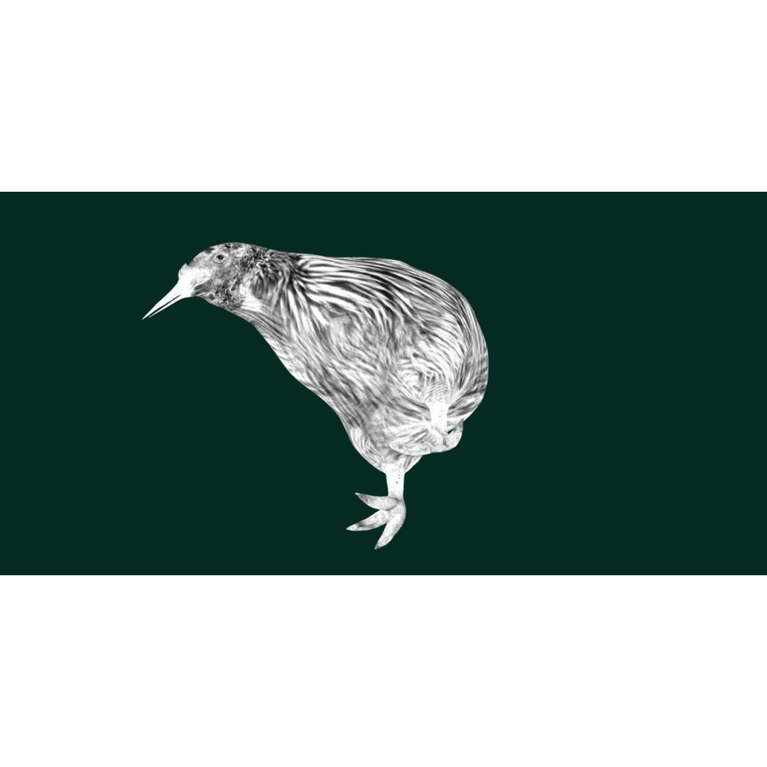 Kiwi 3D Model – Low Poly Game Ready Bird with Animations - View 23