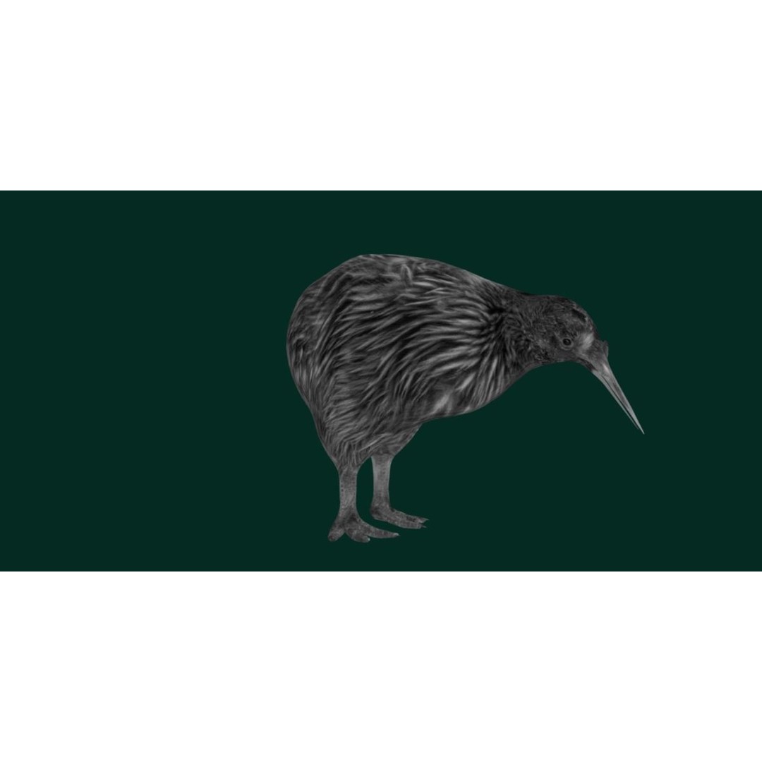Kiwi 3D Model – Low Poly Game Ready Bird with Animations - View 24