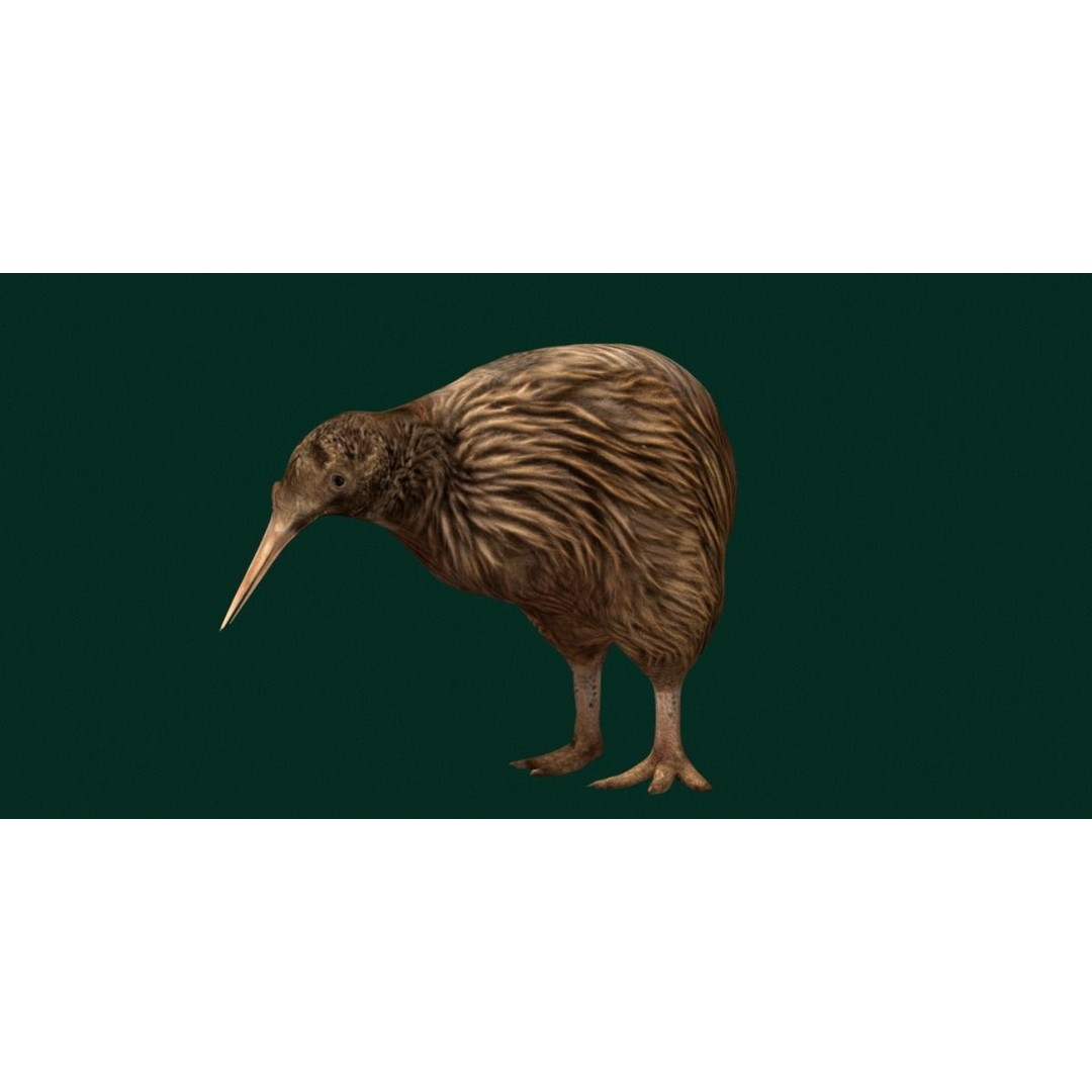 Kiwi 3D Model – Low Poly Game Ready Bird with Animations - View 25