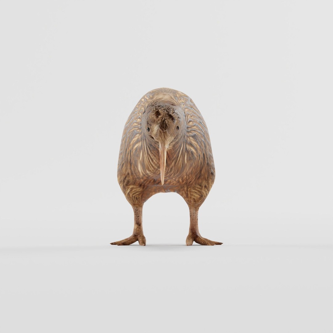 Kiwi 3D Model – Low Poly Game Ready Bird with Animations - View 27