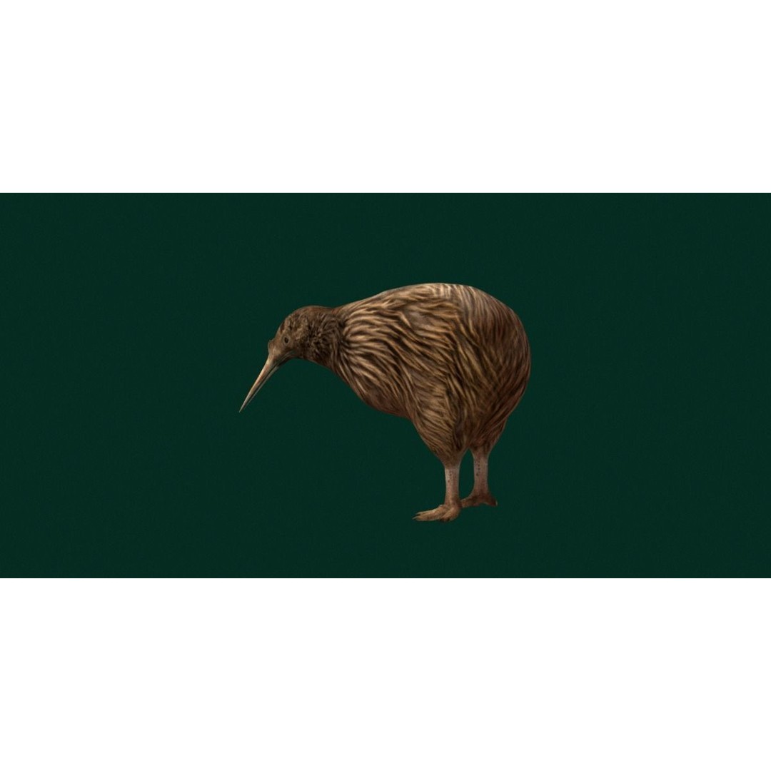 Kiwi 3D Model – Low Poly Game Ready Bird with Animations - View 4