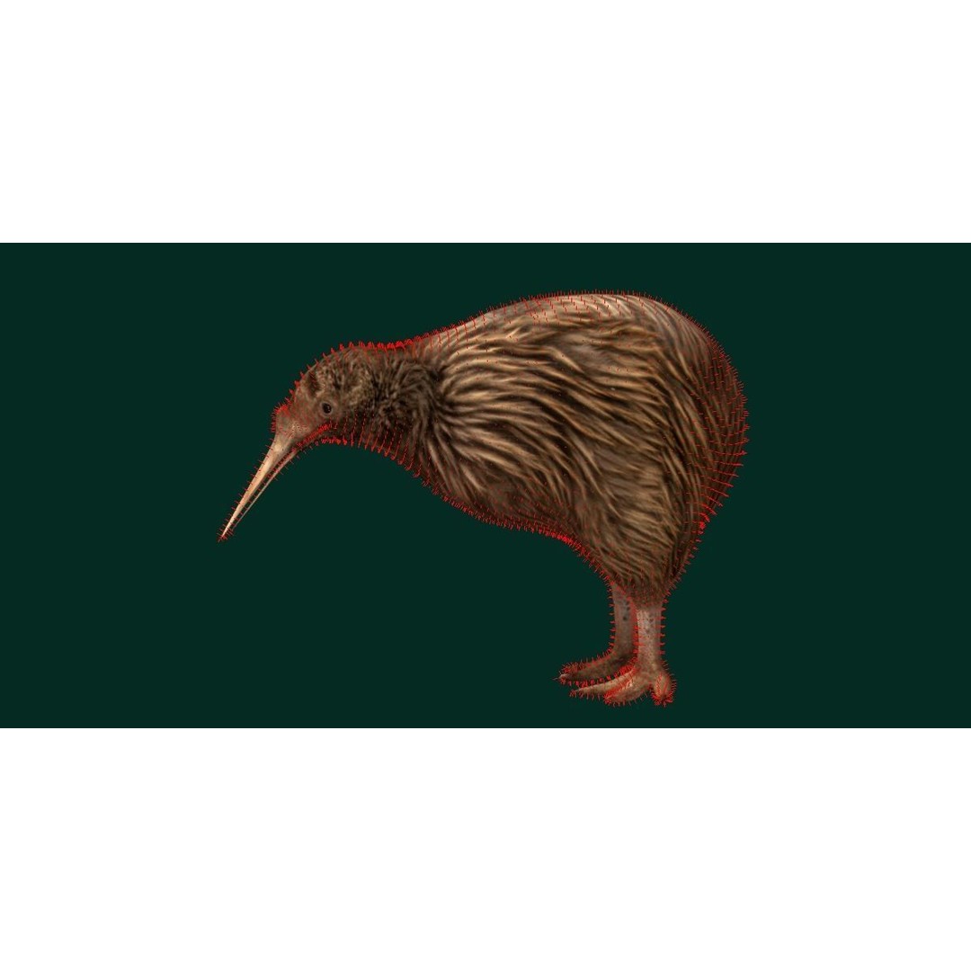 Kiwi 3D Model – Low Poly Game Ready Bird with Animations - View 9