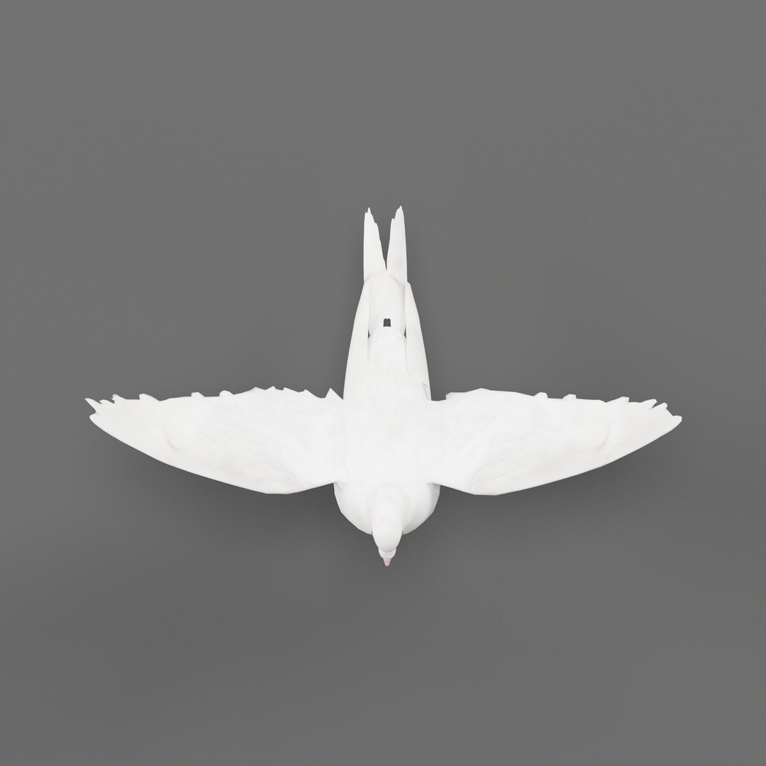 Columbidae White Dove 3D Model – Low Poly Game Asset, FBX, PBR
