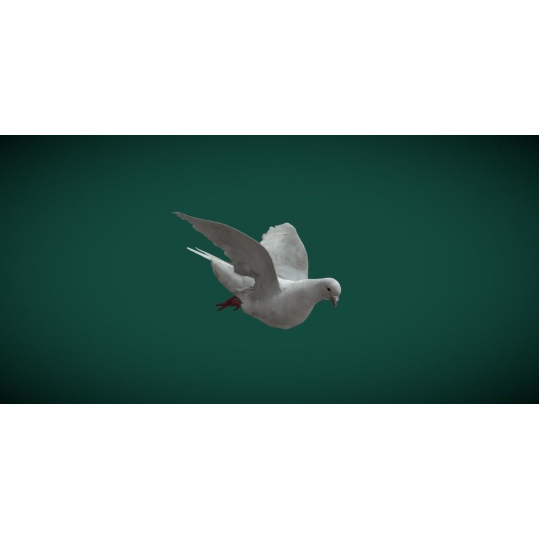 Columbidae White Dove 3D Model – Low Poly Game Asset, FBX, PBR - View 11