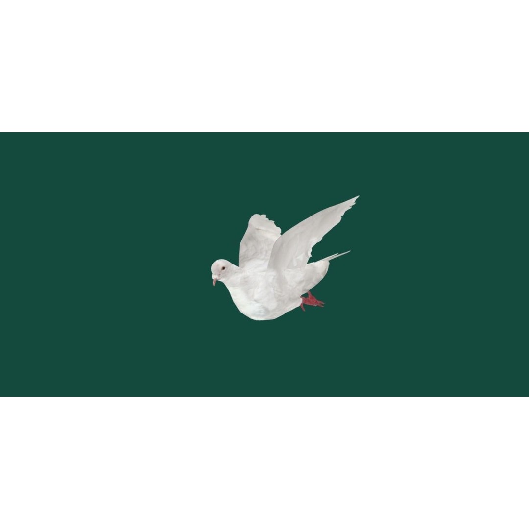 Columbidae White Dove 3D Model – Low Poly Game Asset, FBX, PBR - View 14