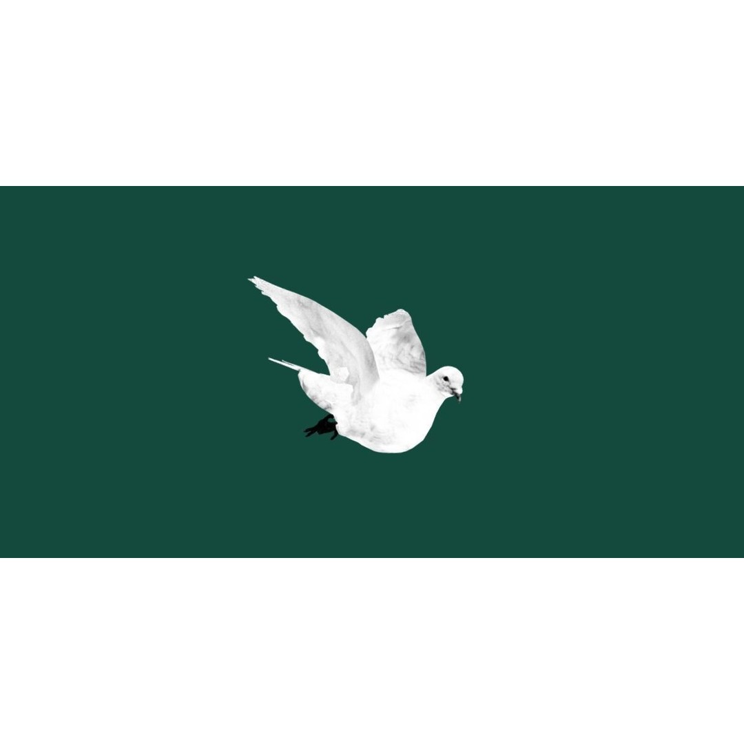 Columbidae White Dove 3D Model – Low Poly Game Asset, FBX, PBR - View 16