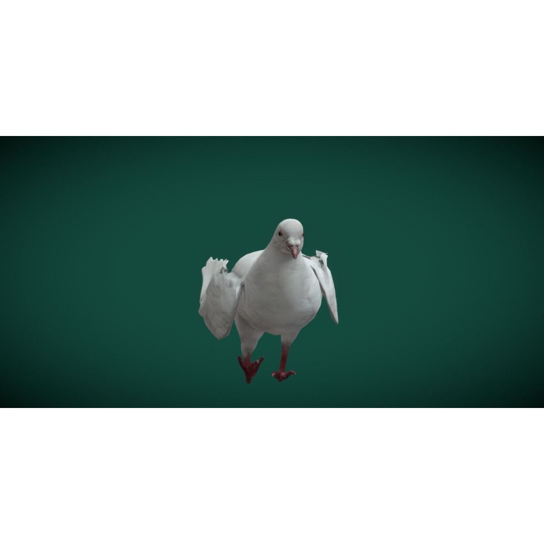 Columbidae White Dove 3D Model – Low Poly Game Asset, FBX, PBR - View 19