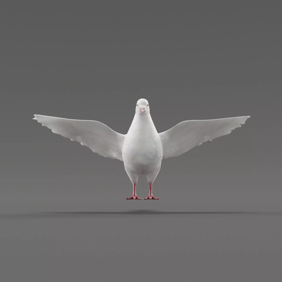 Columbidae White Dove 3D Model – Low Poly Game Asset, FBX, PBR - View 2