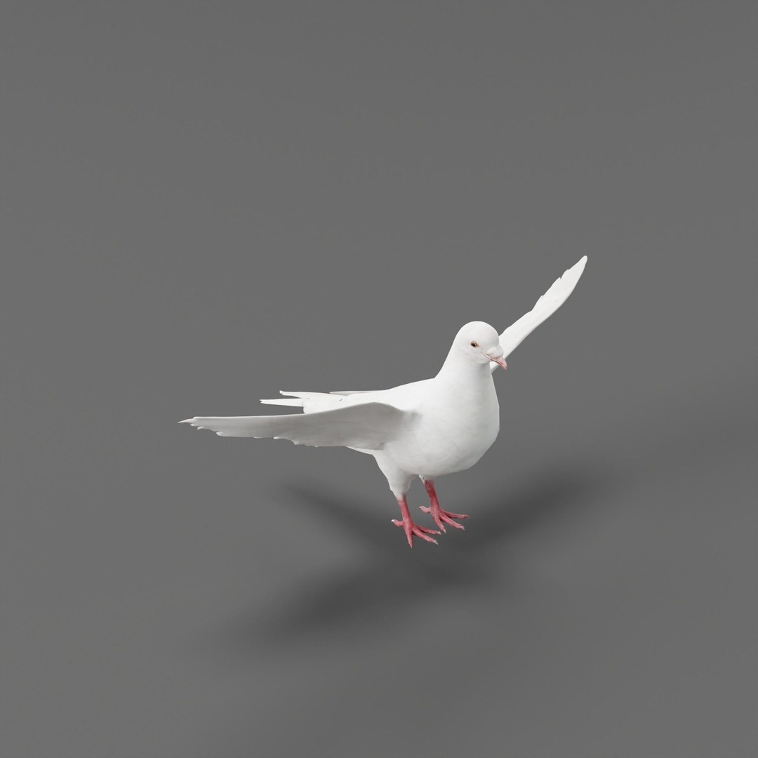Columbidae White Dove 3D Model – Low Poly Game Asset, FBX, PBR - View 20
