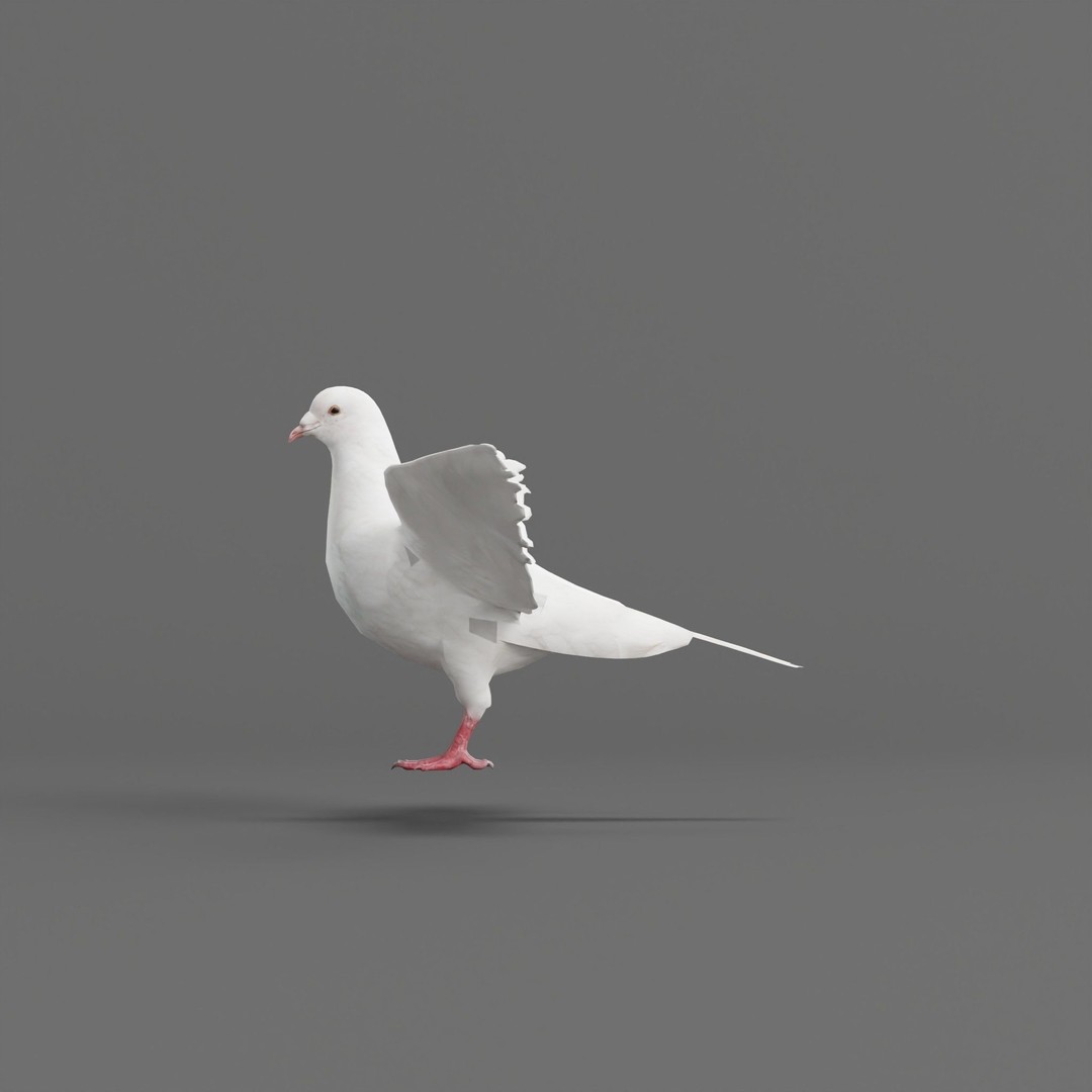 Columbidae White Dove 3D Model – Low Poly Game Asset, FBX, PBR - View 21