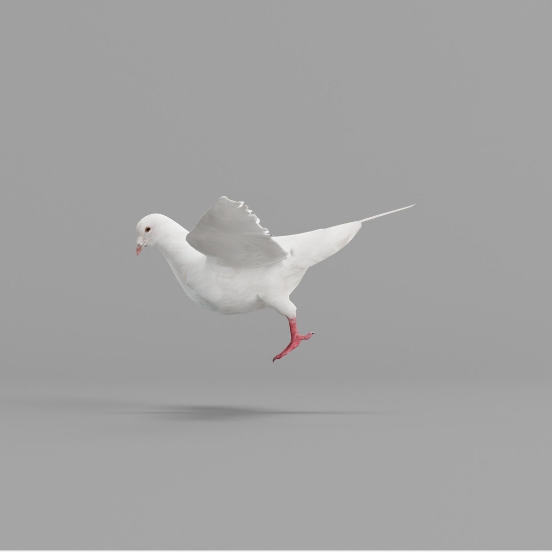 Columbidae White Dove 3D Model – Low Poly Game Asset, FBX, PBR - View 3