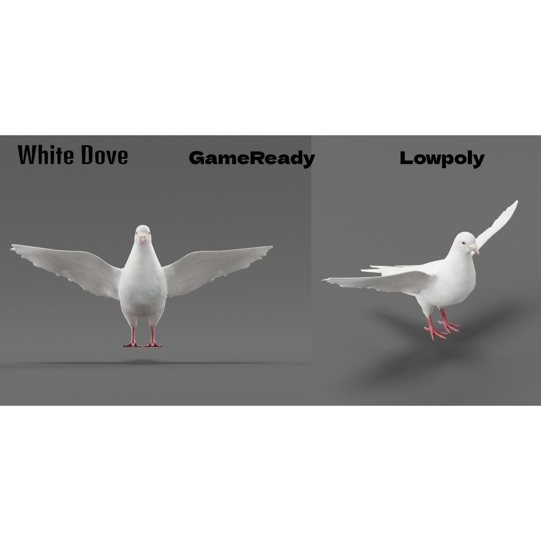 Columbidae White Dove 3D Model – Low Poly Game Asset, FBX, PBR - View 4