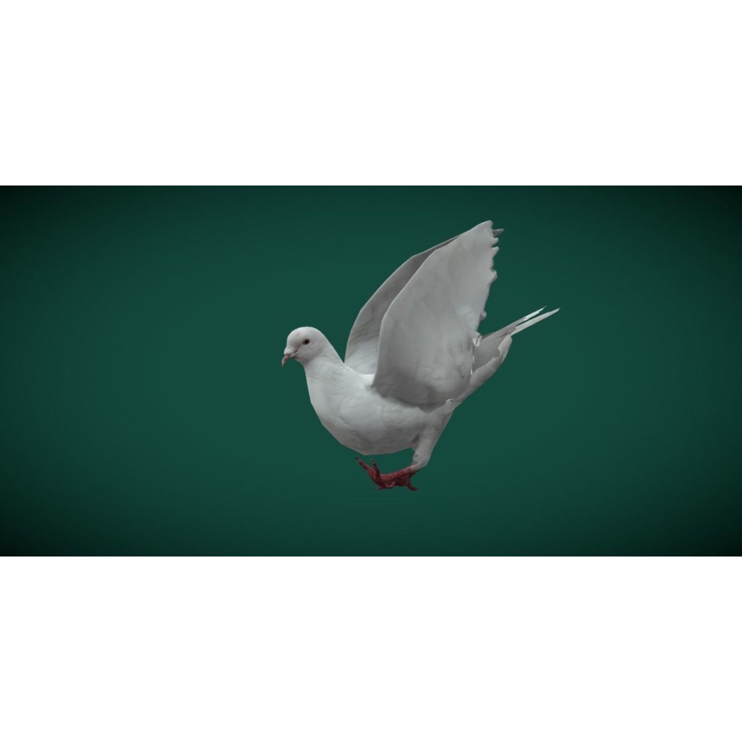 Columbidae White Dove 3D Model – Low Poly Game Asset, FBX, PBR - View 5