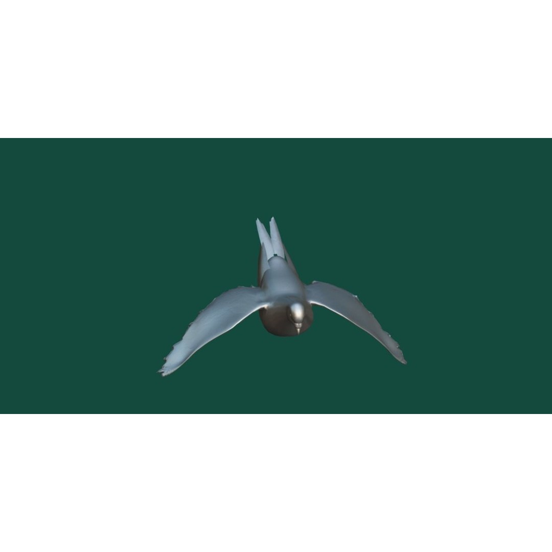 Columbidae White Dove 3D Model – Low Poly Game Asset, FBX, PBR - View 6