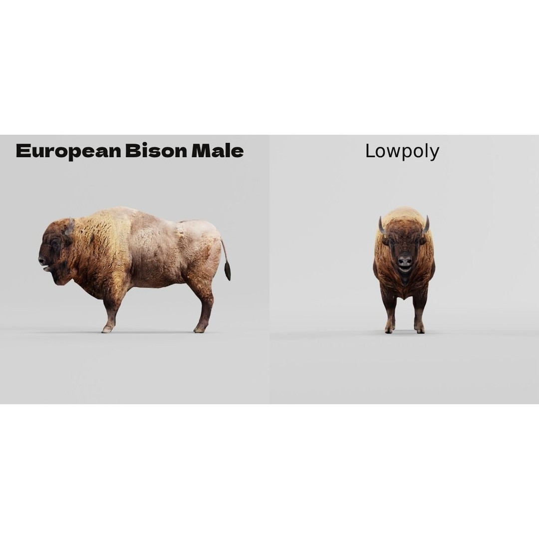 European Bison Male 3D Model – Low Poly Game Ready Asset, FBX - View 12