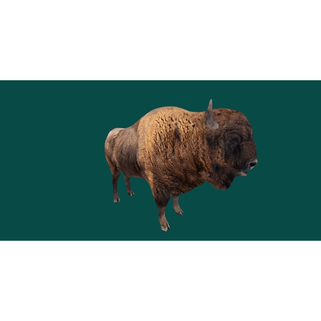 European Bison Male 3D Model – Low Poly Game Ready Asset, FBX - View 13