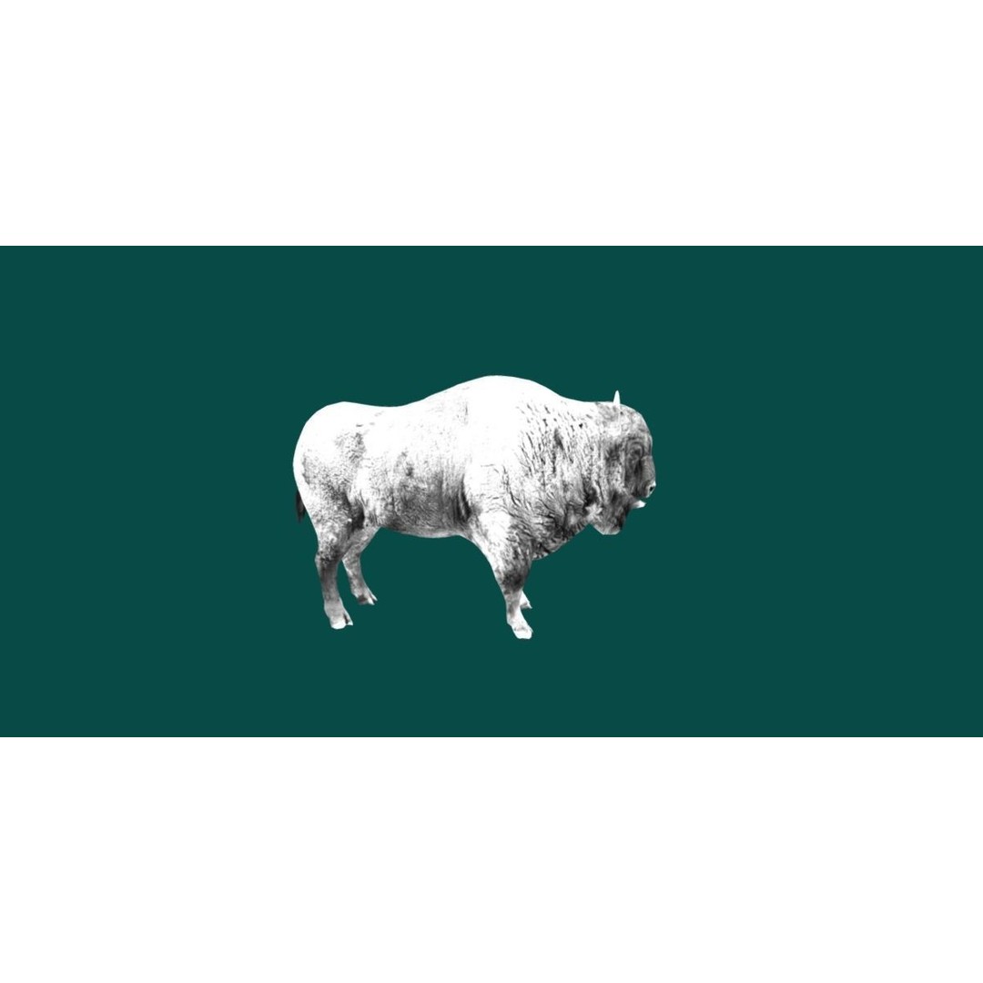 European Bison Male 3D Model – Low Poly Game Ready Asset, FBX - View 15