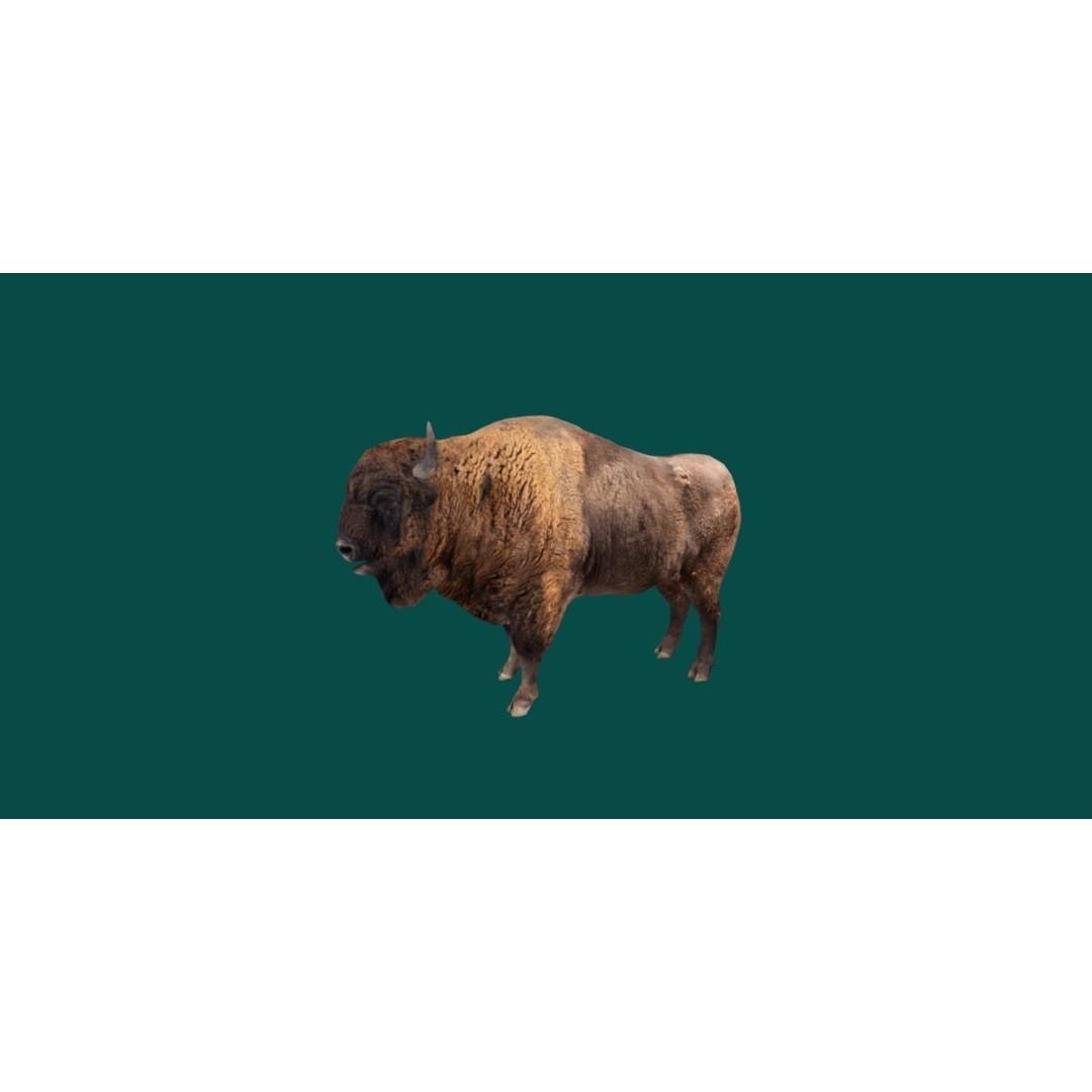 European Bison Male 3D Model – Low Poly Game Ready Asset, FBX - View 16