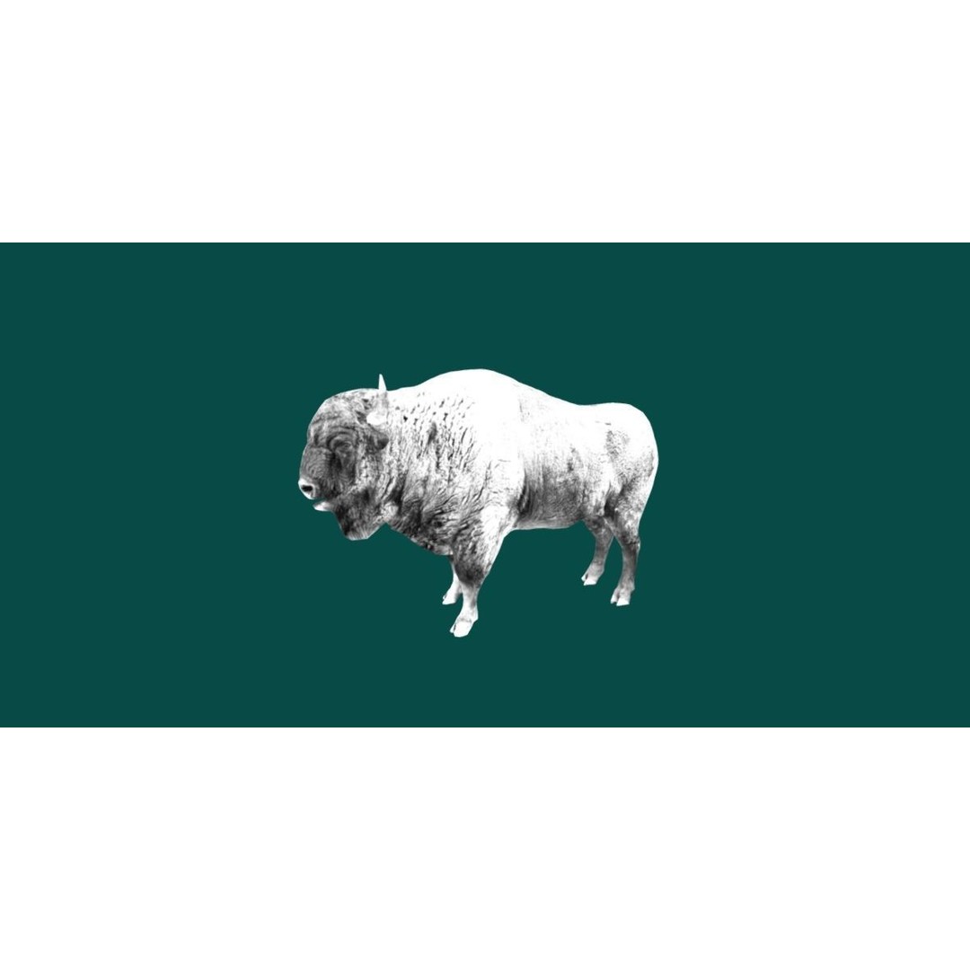 European Bison Male 3D Model – Low Poly Game Ready Asset, FBX - View 17