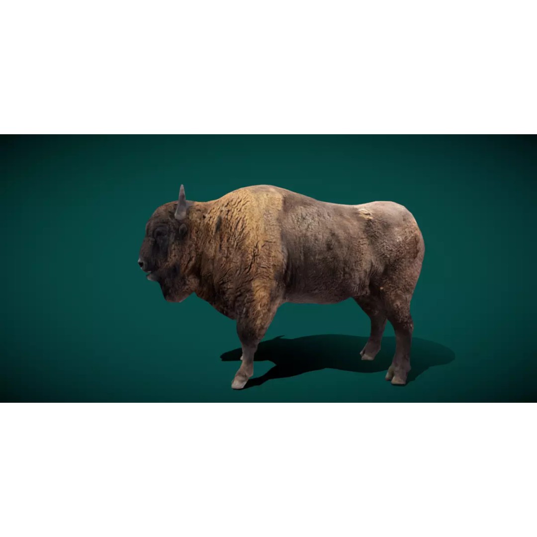 European Bison Male 3D Model – Low Poly Game Ready Asset, FBX - View 2