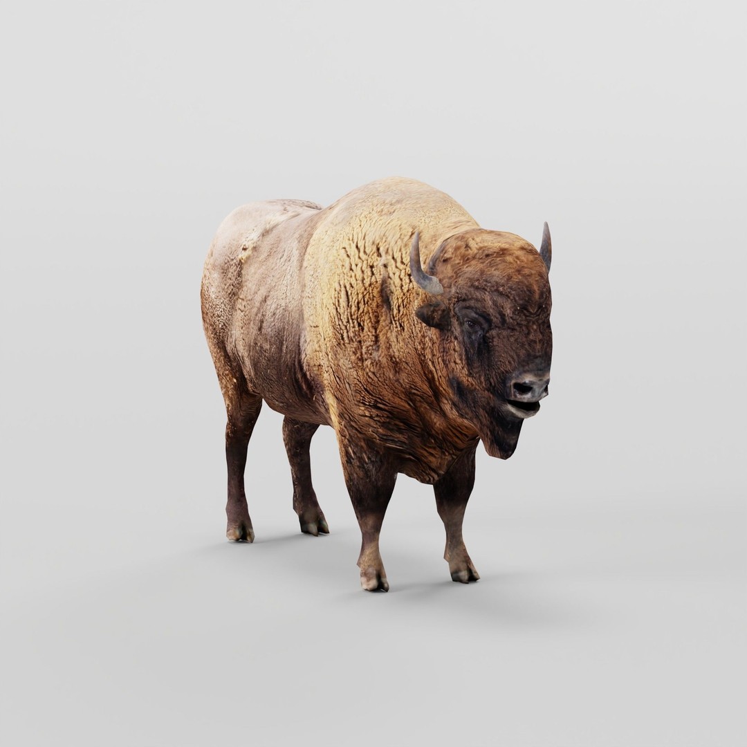 European Bison Male 3D Model – Low Poly Game Ready Asset, FBX - View 20